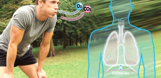 diafragma_respiracao
