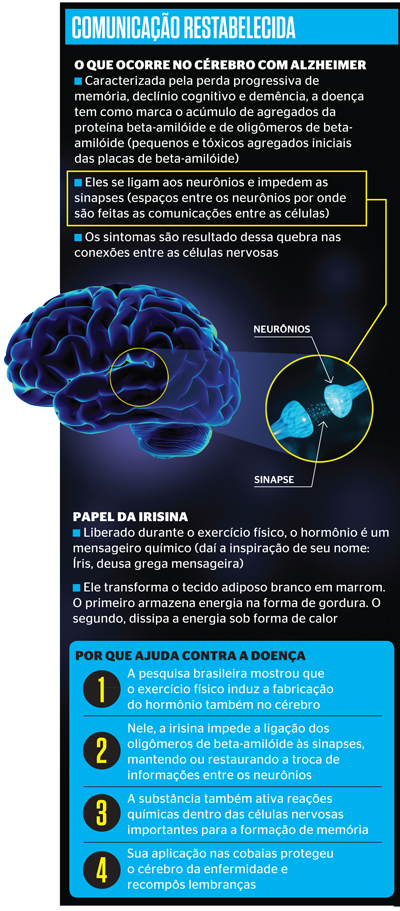 irisina-alzheimer
